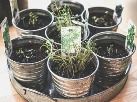 cultivar plantas medicinales en casa
