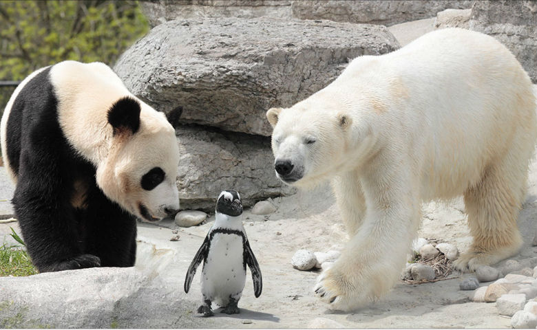 Animales están en peligro de extinción y por qué ...