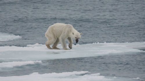 oso polar en peligro