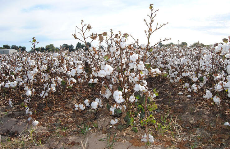 ¿Es el algodón una fibra realmente ecológica?