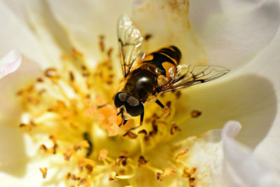 Polinizacion por abejas