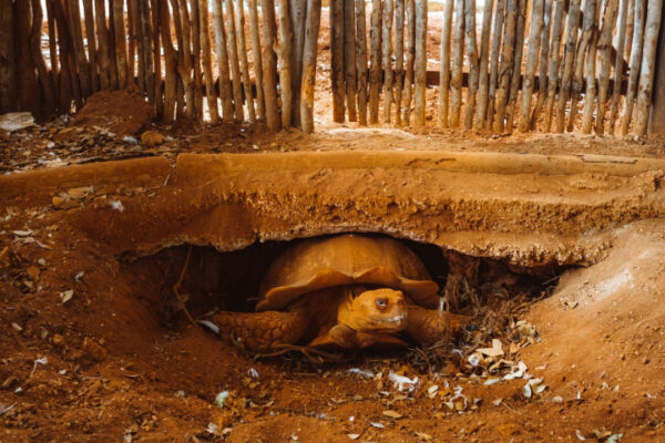 Refugios de los animales