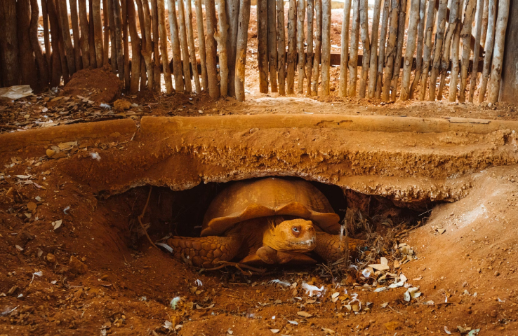 Refugios de los animales