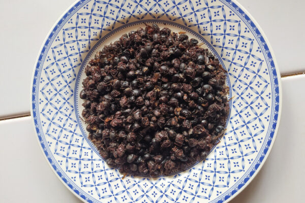 Chicatanas
