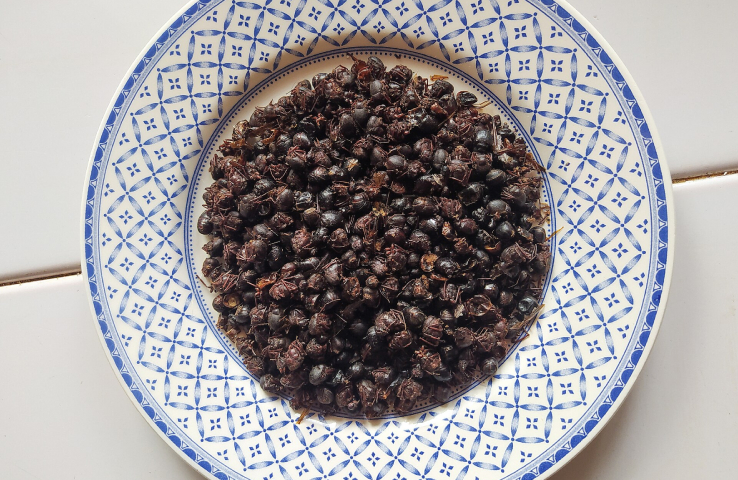 Chicatanas