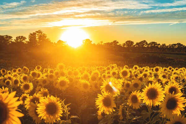 Girasoles