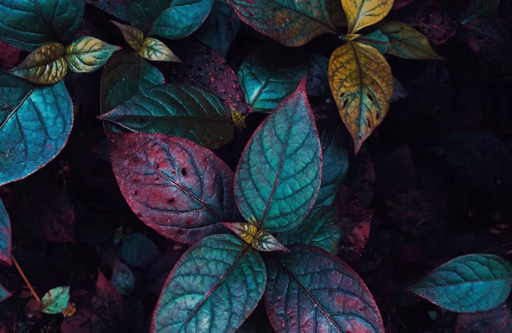 Hojas